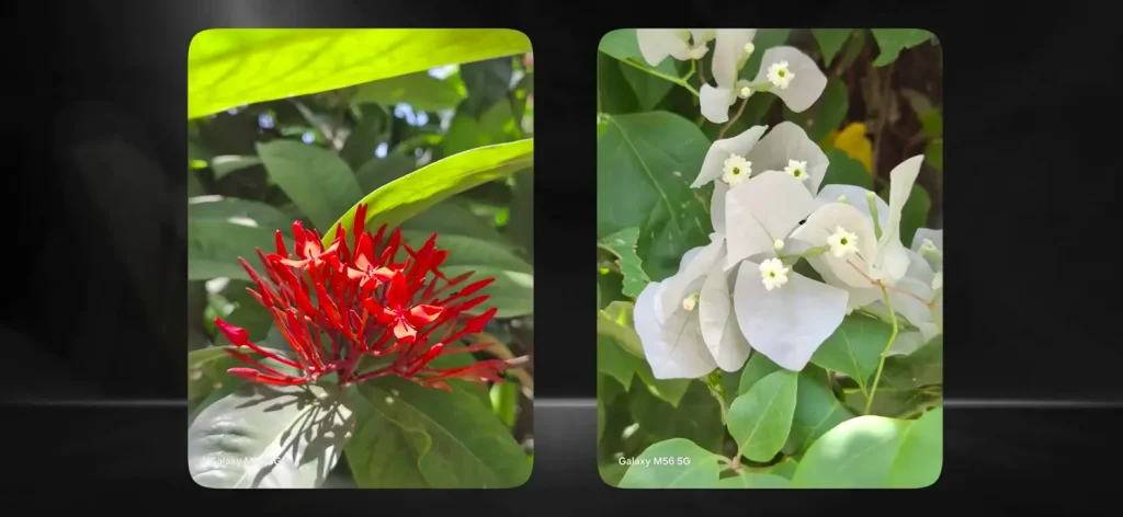 Samsung Galaxy M56 5G Review: A Stylish Mid-Ranger Worth Buying? 7 Samsung Galaxy M56 5G Review Camera Test 2