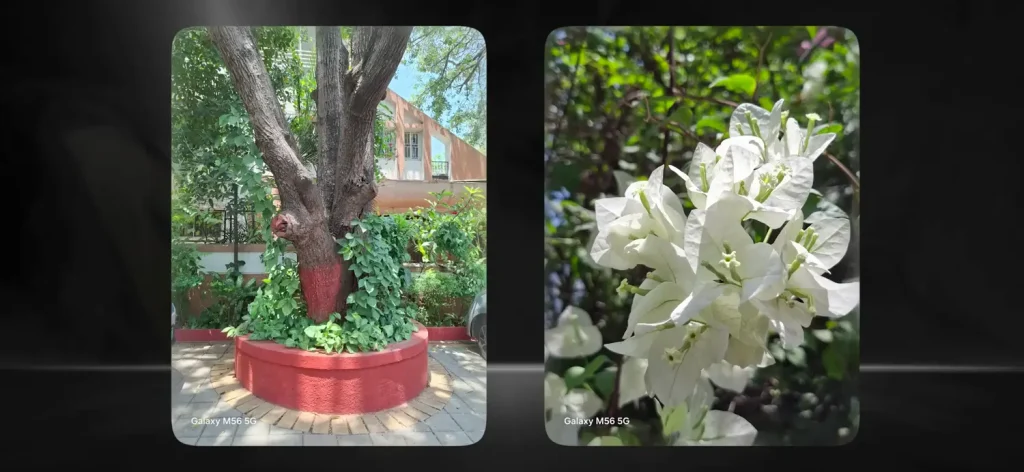 Samsung Galaxy M56 5G Review: A Stylish Mid-Ranger Worth Buying? 8 Samsung Galaxy M56 5G Review Camera Test 3